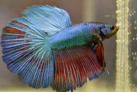 peixe